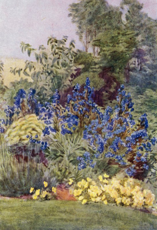 Anchusa Italica odmiana Dropmore, Dropmore Alkanet, z Clematis recta i Violas (kolor lito) autorstwa George Soper
