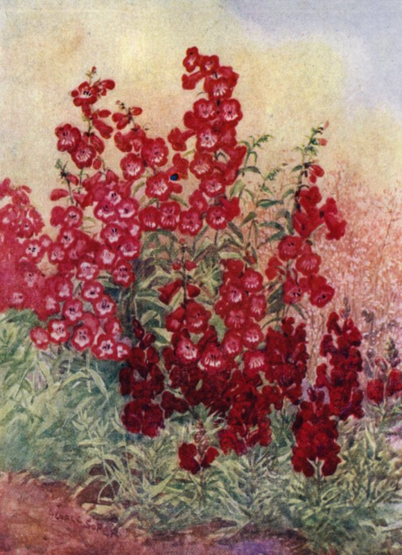 Pentstemons, Antirrhinums i Heuchera Brizoides (kolor lito) autorstwa George Soper
