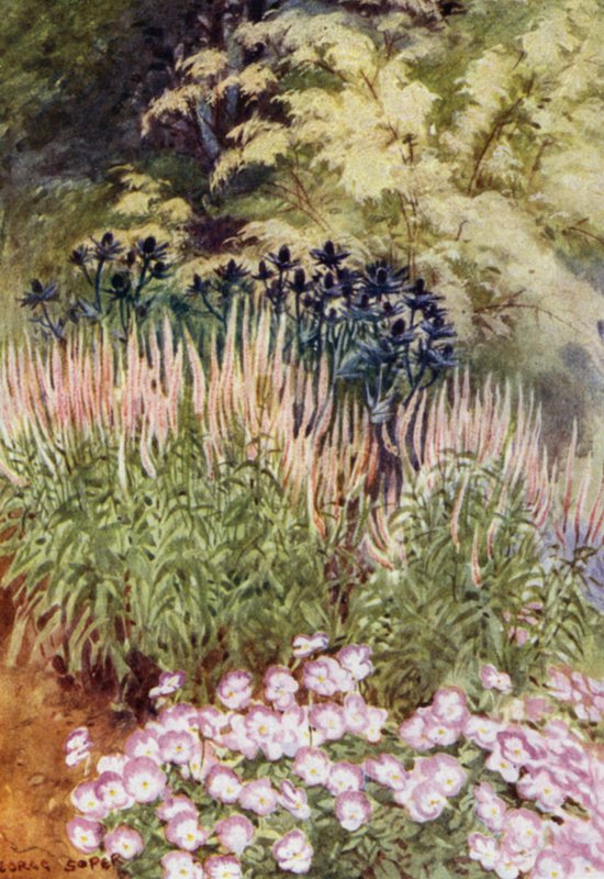 Veronica spicata rosea, z Eryngium i Violas (kolor lito) autorstwa George Soper