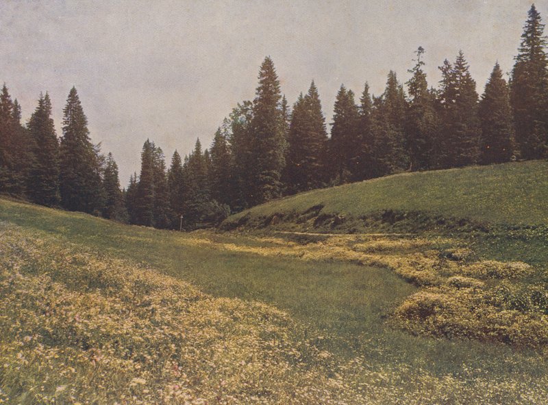 Łąka na Feldberg, Schwarzwald, Niemcy (zdjęcie kolorowe) autorstwa German Photographer