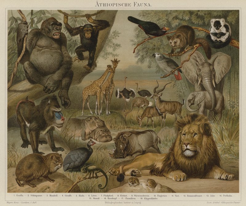 Afrykańska fauna autorstwa German School