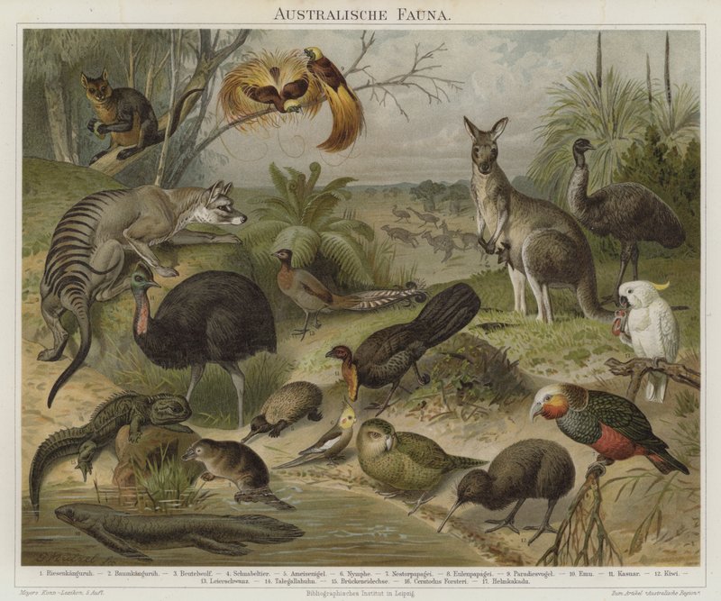 Fauna australijska autorstwa German School