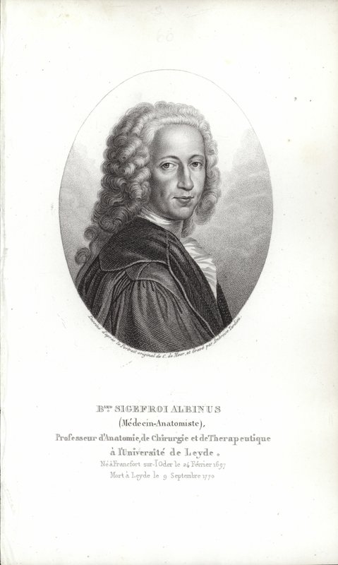Bernhard Siegfried Albinus autorstwa German School