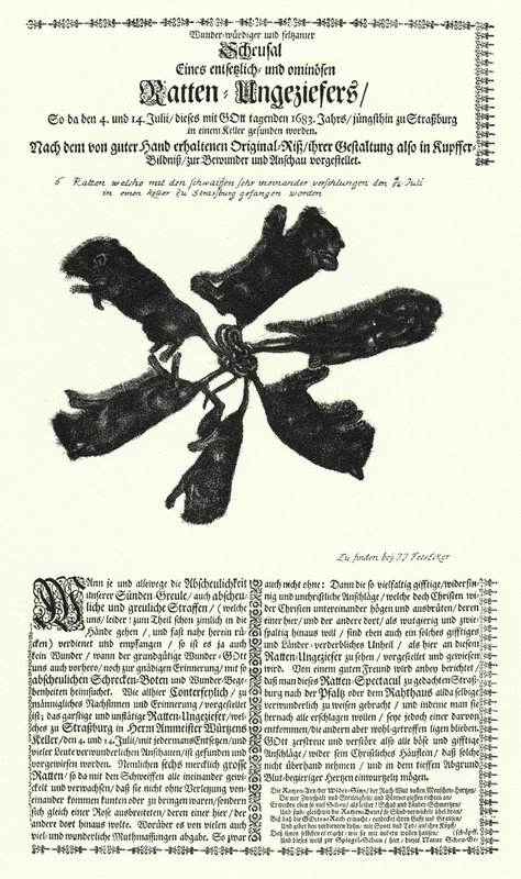 Gigantyczne szczury złapane w Strasburgu w 1683 r. (rycina) autorstwa German School