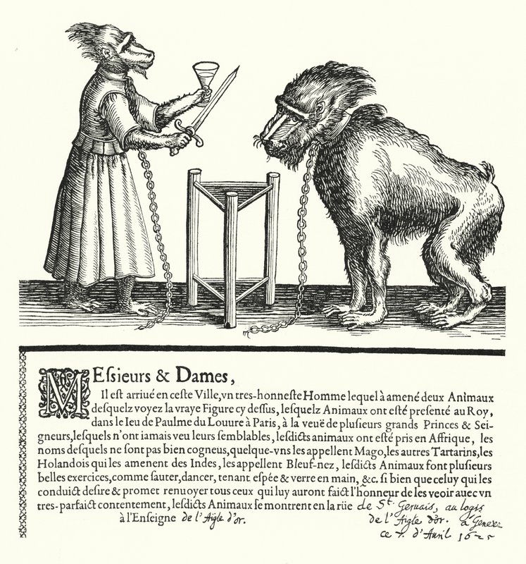 Zaproszenie na wystawę małp i małp (grafika) autorstwa German School