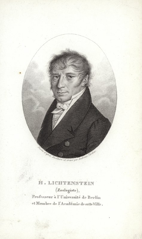 Martin Lichtenstein autorstwa German School