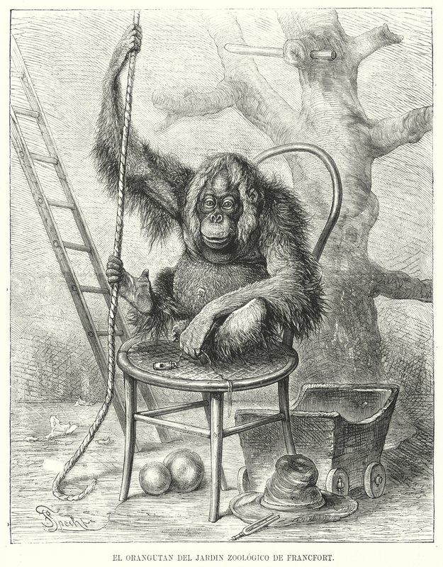Orangutan w zoo we Frankfurcie, Niemcy (lito) autorstwa German School
