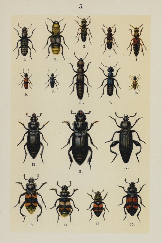 Talerz z Podręcznika młodego żuka-kolekcjonera (chromolitho) autorstwa German School