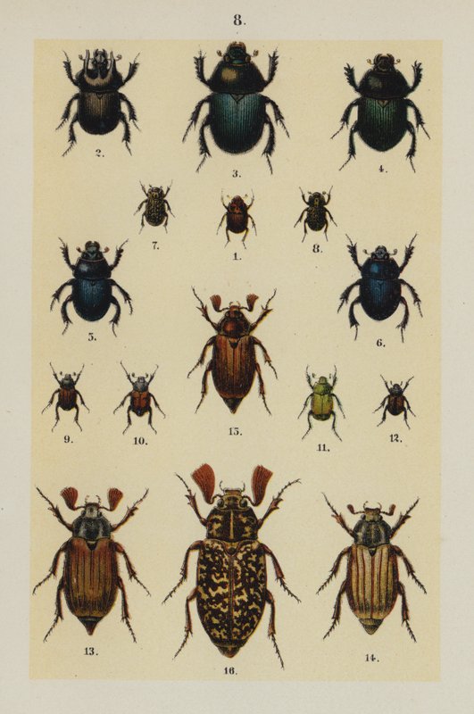 Talerz z Podręcznika młodego żuka-kolekcjonera (chromolitho) autorstwa German School
