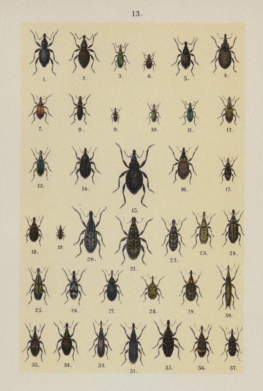 Talerz z Podręcznika młodego żuka-kolekcjonera (chromolitho) autorstwa German School