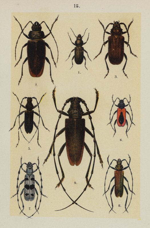 Talerz z Podręcznika młodego żuka-kolekcjonera (chromolitho) autorstwa German School