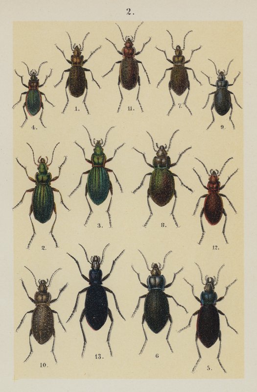 Talerz z Podręcznika młodego żuka-kolekcjonera (chromolitho) autorstwa German School