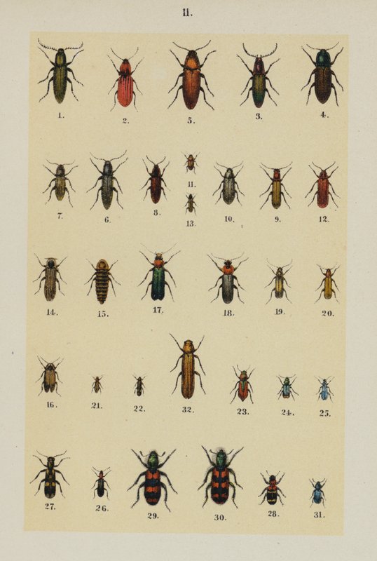 Talerz z Podręcznika młodego żuka-kolekcjonera (chromolitho) autorstwa German School