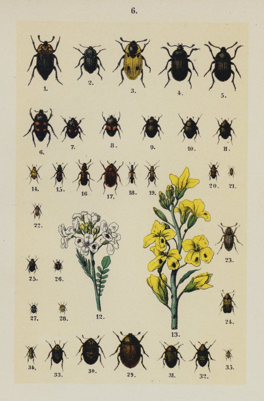 Talerz z Podręcznika młodego żuka-zbieracza (chromolitho) autorstwa German School