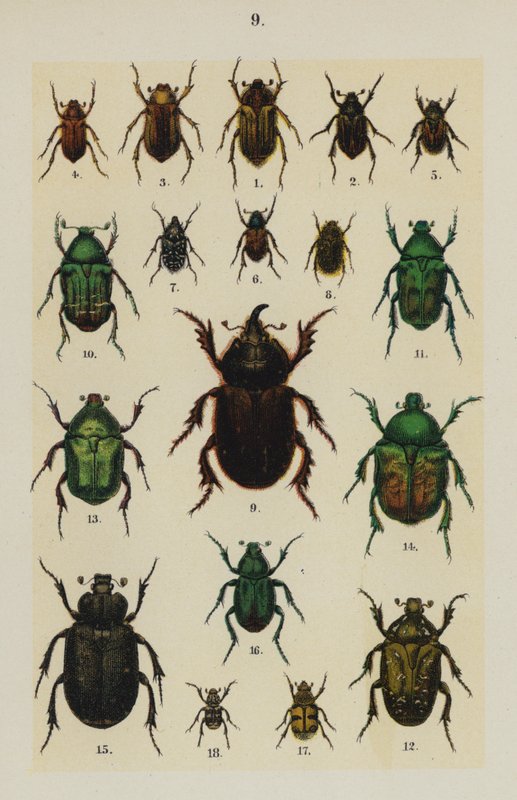 Talerz z Podręcznika młodego żuka-zbieracza (chromolitho) autorstwa German School