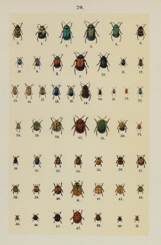 Talerz z Podręcznika młodego żuka-zbieracza (chromolitho) autorstwa German School