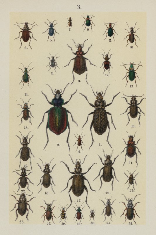 Talerz z Podręcznika młodego żuka-zbieracza (chromolitho) autorstwa German School