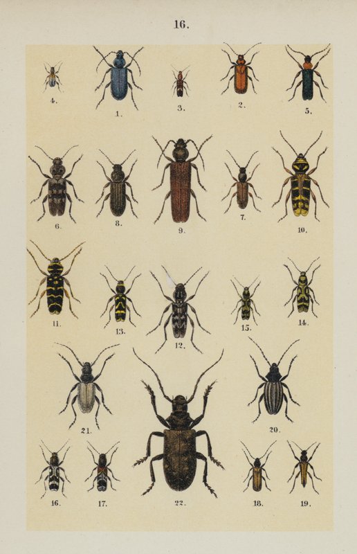 Talerz z Podręcznika młodego żuka-zbieracza (chromolitho) autorstwa German School