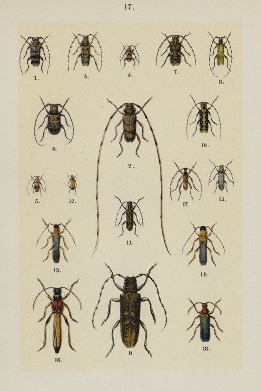 Talerz z Podręcznika młodego żuka-zbieracza (chromolitho) autorstwa German School