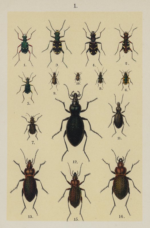 Talerz z Podręcznika młodego żuka-zbieracza (chromolitho) autorstwa German School