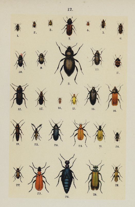 Talerz z Podręcznika młodego żuka-zbieracza (chromolitho) autorstwa German School