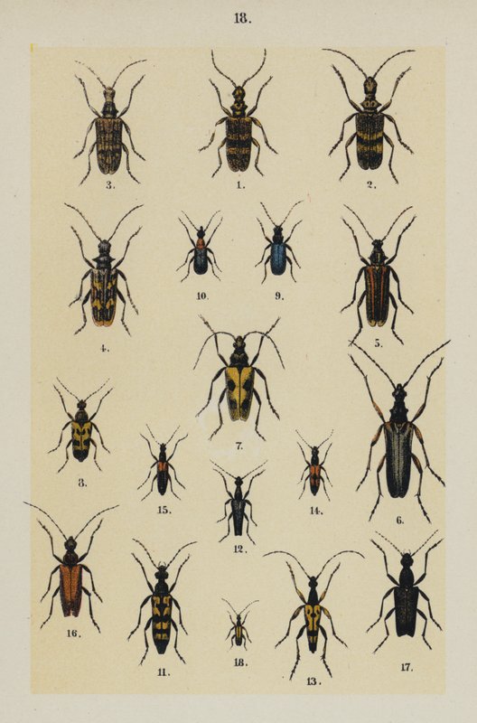 Talerz z Podręcznika młodego żuka-zbieracza (chromolitho) autorstwa German School