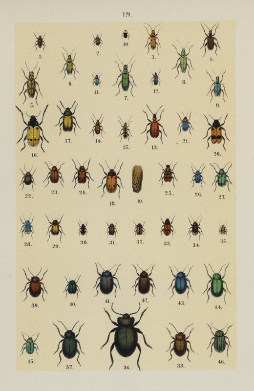 Talerz z Podręcznika młodego żuka-zbieracza (chromolitho) autorstwa German School