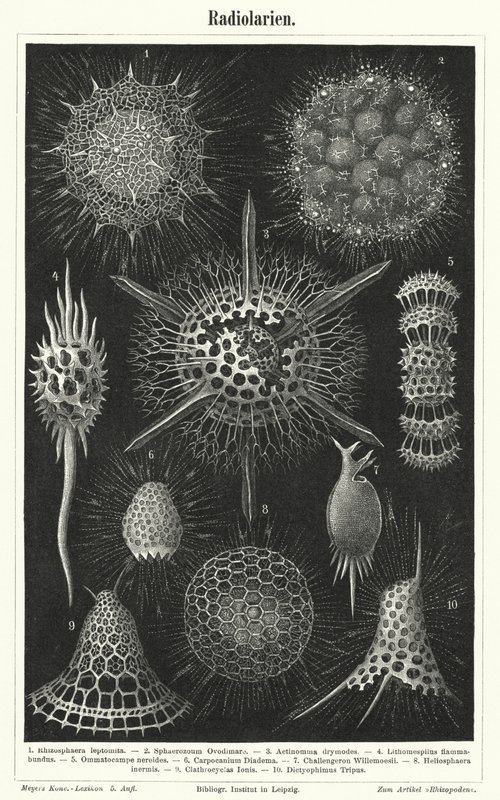 Radiolaria (grawerowanie) autorstwa German School