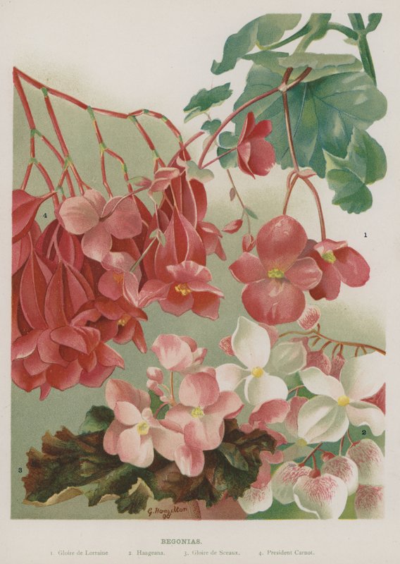 Begonie autorstwa Gertrude Hamilton