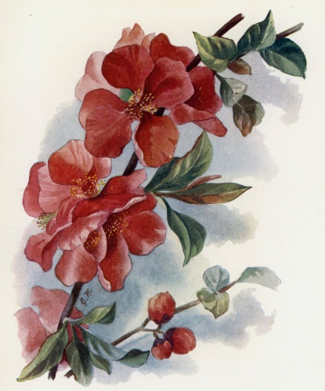 Cydonia Japnonica in Cardinalis autorstwa Gertrude Hamilton