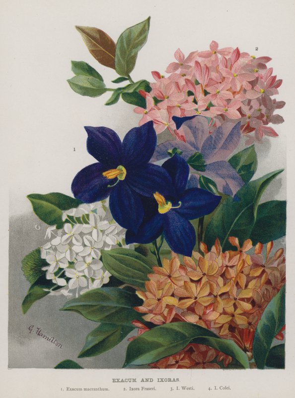 Exacum i Ixoras autorstwa Gertrude Hamilton