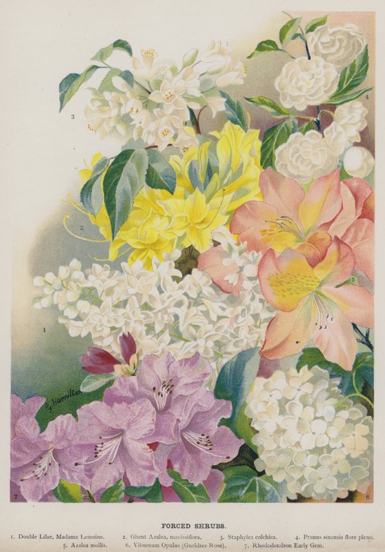 Krzewy wymuszone autorstwa Gertrude Hamilton
