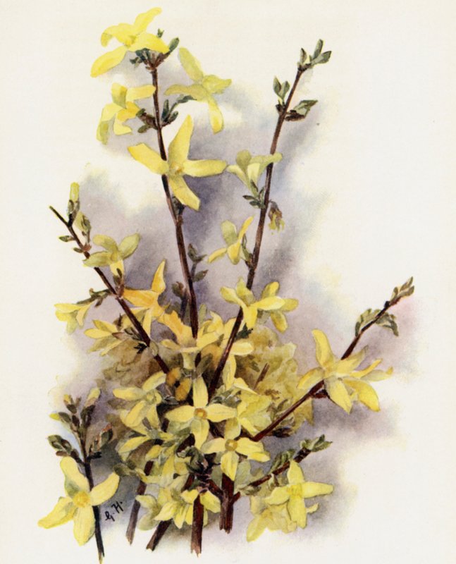 Forsycja zawieszona autorstwa Gertrude Hamilton