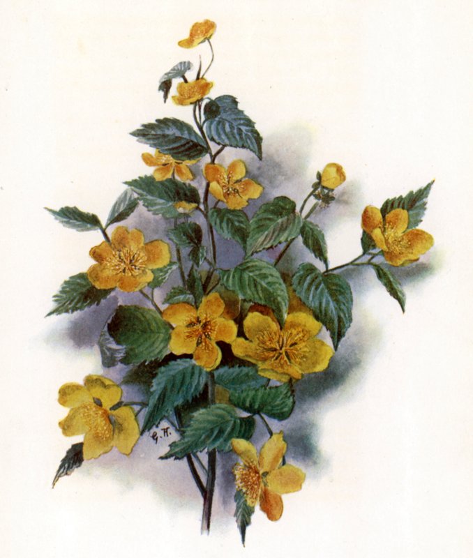 Kerria Japonica autorstwa Gertrude Hamilton