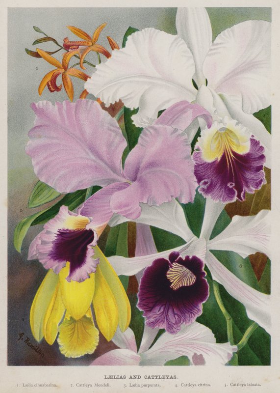 Laelias i Cattleyas autorstwa Gertrude Hamilton