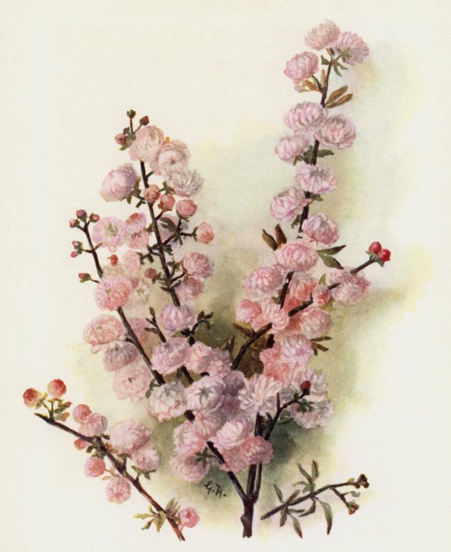Prunus Sinensis Rosea Plena autorstwa Gertrude Hamilton