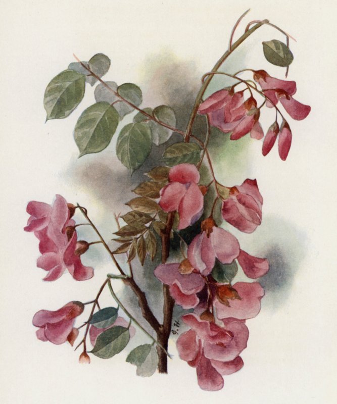 Robinia Hispida autorstwa Gertrude Hamilton