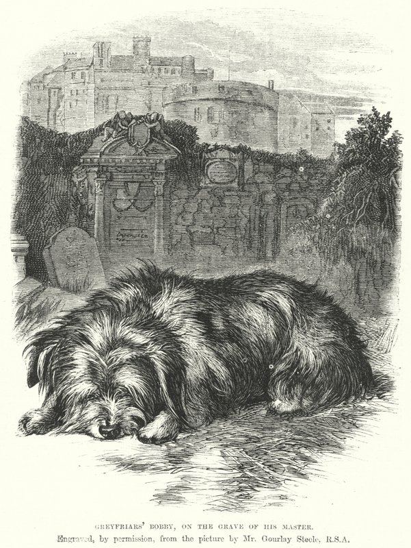 Bobby Greyfriars
