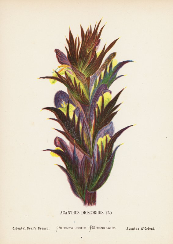 Dzikie kwiaty Ziemi Świętej: Acanthus Dioscoridis; Oriental Bear
