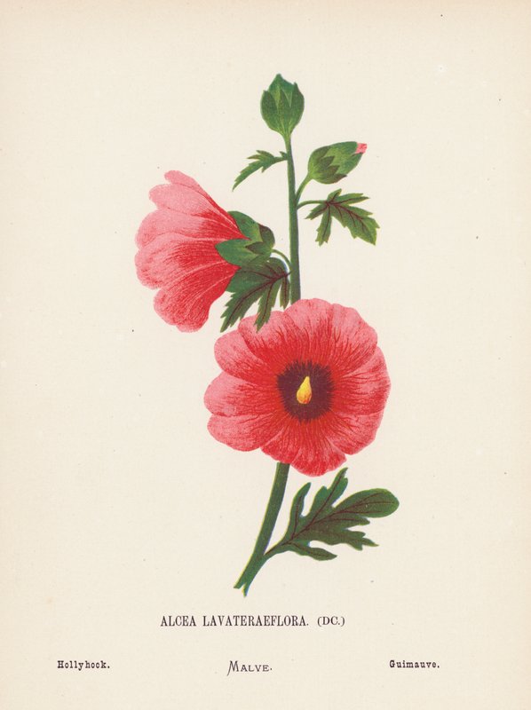 Dzikie kwiaty Ziemi Świętej: Alcea Lavateraeflora; Hollyhock (kolorowy grawerunek) autorstwa Hannah Zeller