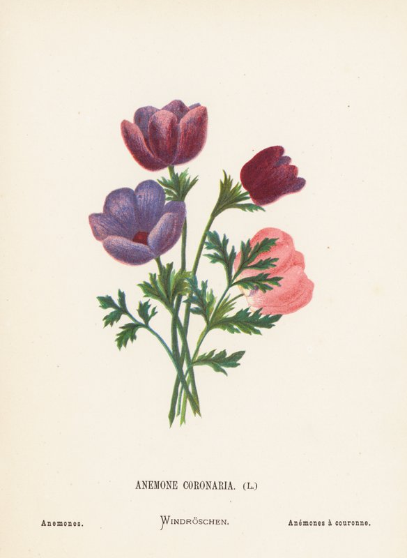 Dzikie kwiaty Ziemi Świętej: Anemone Coronaria; Zawilce (kolorowy grawerunek) autorstwa Hannah Zeller