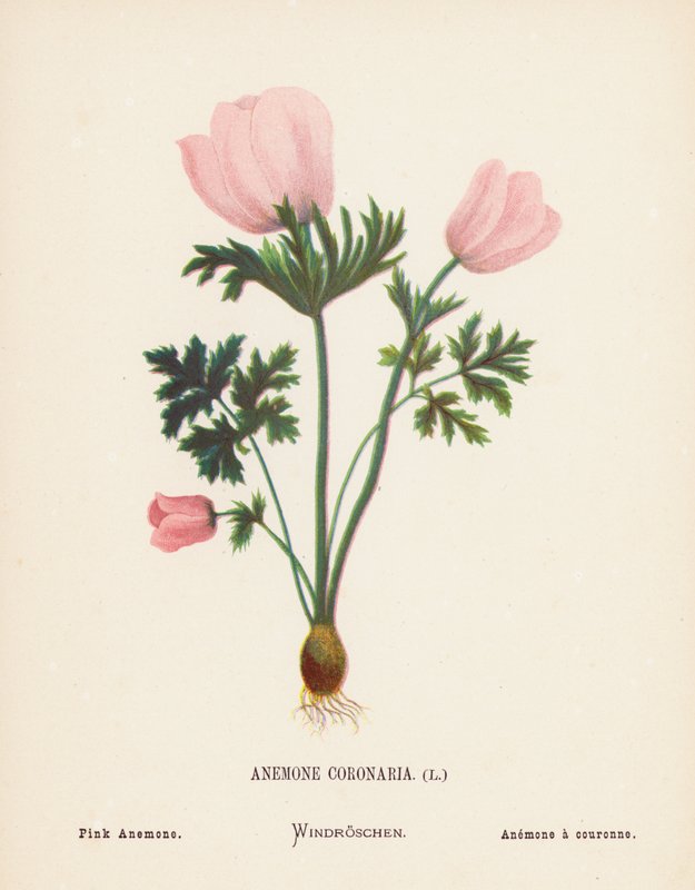 Dzikie kwiaty Ziemi Świętej: Anemone Coronaria; Zawilec różowy (kolorowy grawerunek) autorstwa Hannah Zeller