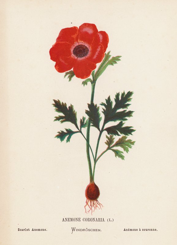 Dzikie kwiaty Ziemi Świętej: Anemone Coronaria; Zawilec szkarłatny (kolorowa rycina) autorstwa Hannah Zeller
