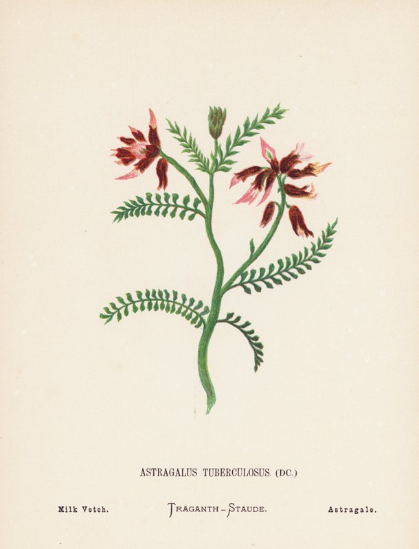 Dzikie kwiaty Ziemi Świętej: Astragalus Tuberculosus; Milk Vetch (kolorowa rycina) autorstwa Hannah Zeller