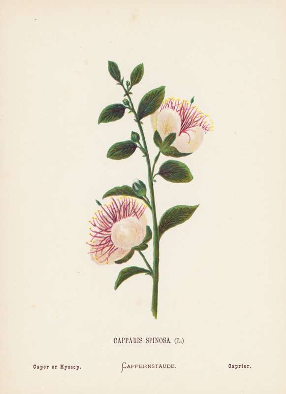 Dzikie kwiaty Ziemi Świętej: Capparis Spinosa; Caper lub Hyssop (kolorowa rycina) autorstwa Hannah Zeller