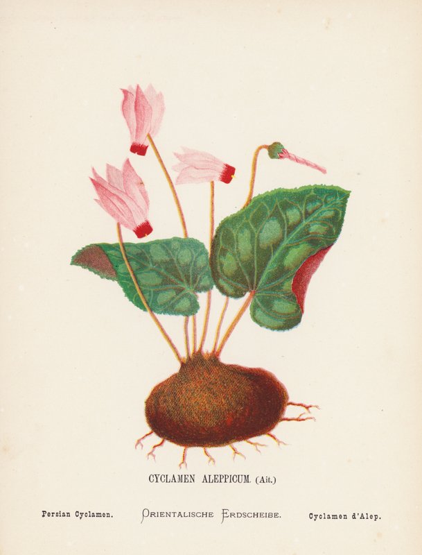 Dzikie kwiaty Ziemi Świętej: Cyclamen Aleppicum, Ait; Cyklamen perski (kolorowa rycina) autorstwa Hannah Zeller