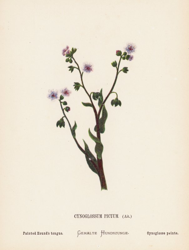 Dzikie kwiaty Ziemi Świętej: Cynoglossum Pictum, Ait; Malowany język psa gończego (kolorowa rycina) autorstwa Hannah Zeller