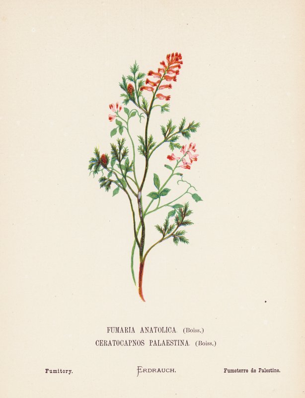 Dzikie kwiaty Ziemi Świętej: Fumaria Anatolica, Boiss, Ceratocapnos Palaestina, Boiss; Fumitory (rycina kolorowa) autorstwa Hannah Zeller