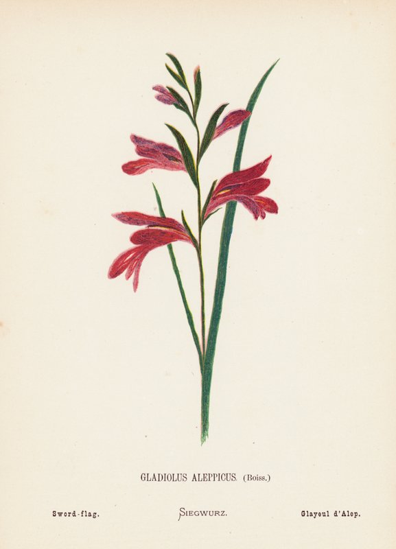 Dzikie kwiaty Ziemi Świętej: Gladiolus Aleppicus, Boiss; Flaga mieczowa (kolorowa rycina) autorstwa Hannah Zeller