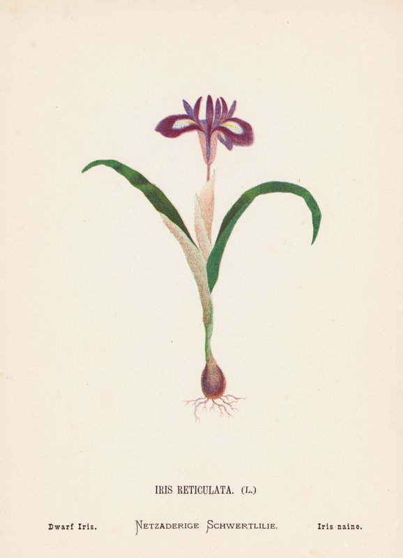 Dzikie kwiaty Ziemi Świętej: Iris Reticulata; Irys karłowaty (kolorowa rycina) autorstwa Hannah Zeller